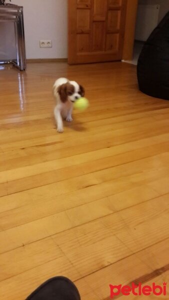 Cavalier King Charles Spanieli, Köpek  Hera fotoğrafı