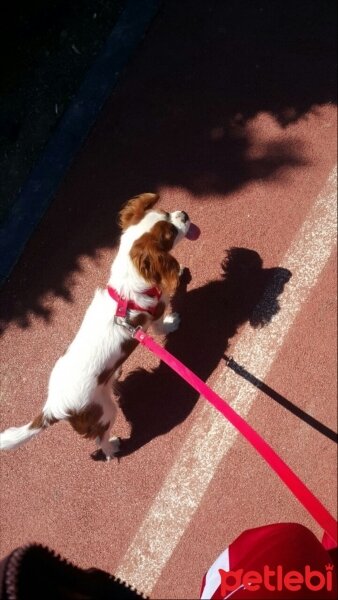 Cavalier King Charles Spanieli, Köpek  Hera fotoğrafı