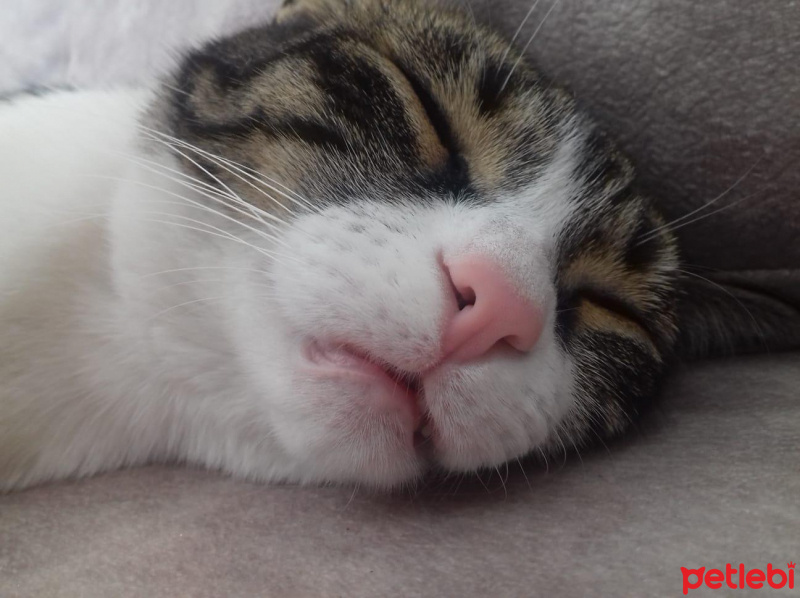 Tekir Kedi, Kedi  dobby fotoğrafı