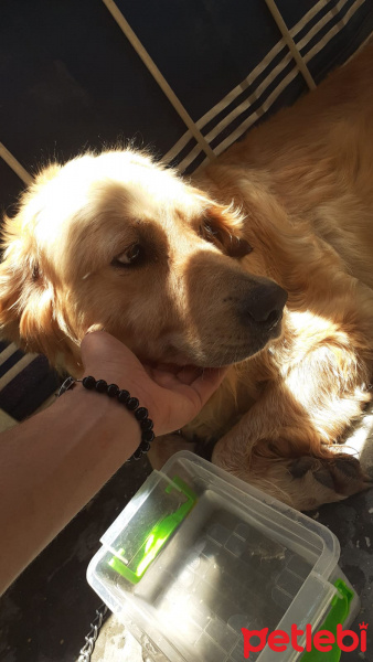 Golden Retriever, Köpek  Asya fotoğrafı