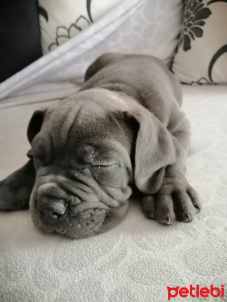 Cane Corso Italiano, Köpek  Şila fotoğrafı