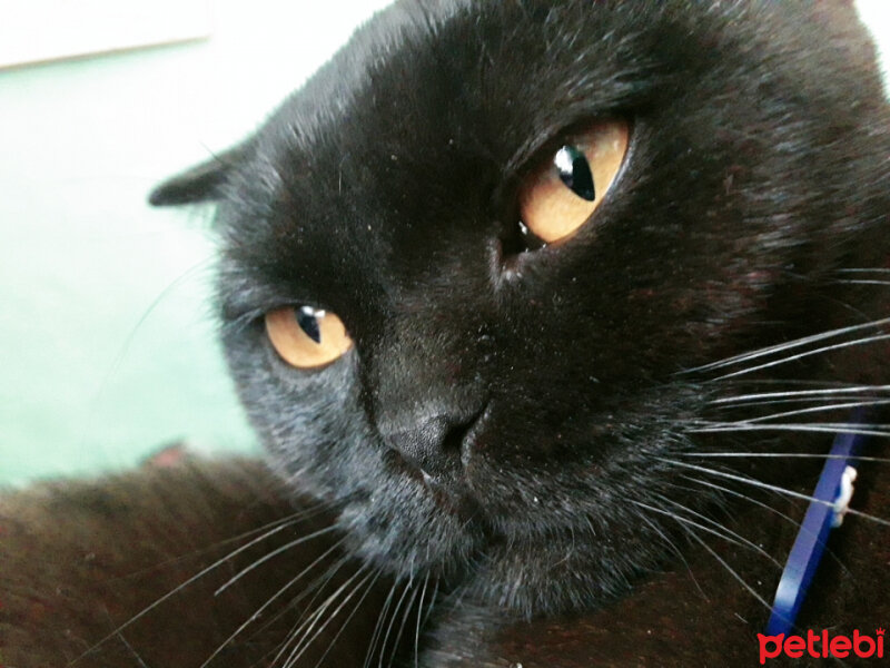 Scottish Fold, Kedi  Boncuk fotoğrafı