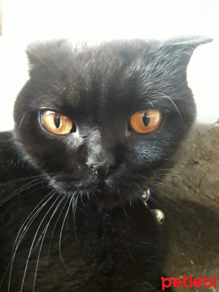 Scottish Fold, Kedi  Boncuk fotoğrafı