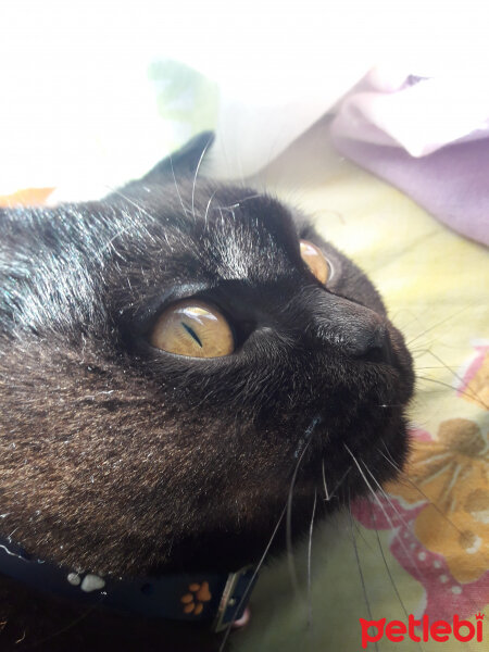 Scottish Fold, Kedi  Boncuk fotoğrafı