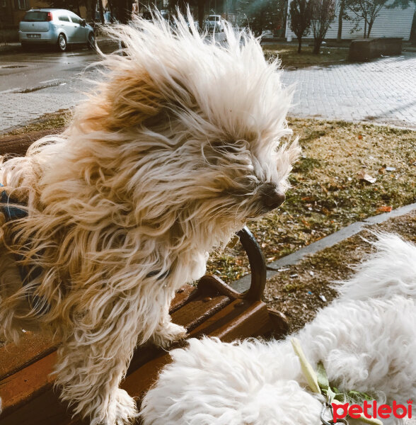 Yorkshire Terrier, Köpek  şila fotoğrafı