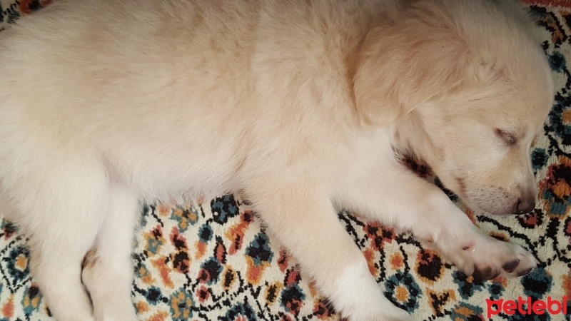 Labrador Retriever, Köpek  Mişa fotoğrafı