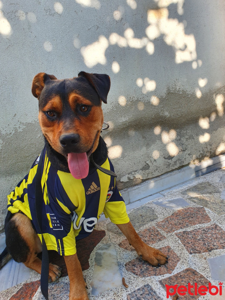 Rottweiler, Köpek  ares fotoğrafı