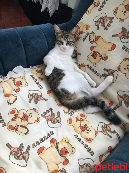 Tekir Kedi, Kedi  Karamel fotoğrafı