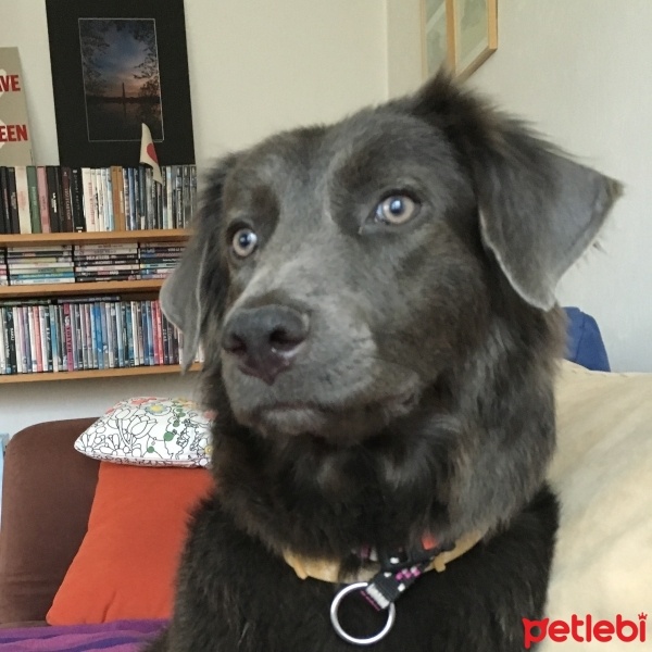 Border Collie, Köpek  Isabelle Mariko fotoğrafı
