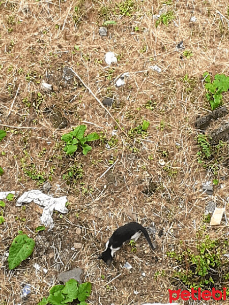 Tuxedo (Smokin) Kedi, Kedi  Zeki fotoğrafı