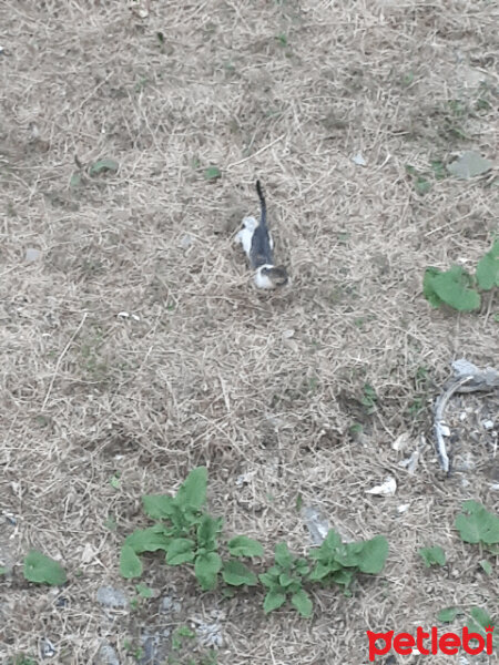 Tekir Kedi, Kedi  Veli fotoğrafı