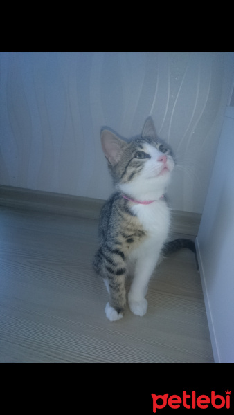 Tekir Kedi, Kedi  MİA fotoğrafı