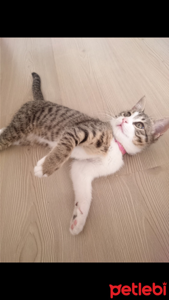 Tekir Kedi, Kedi  MİA fotoğrafı