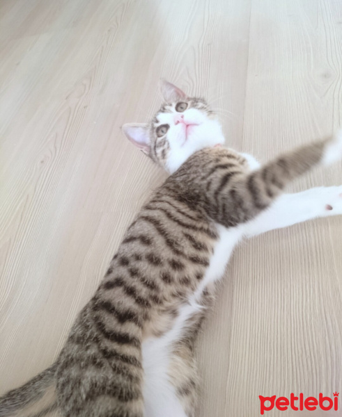 Tekir Kedi, Kedi  MİA fotoğrafı