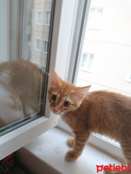Norwegian Forest, Kedi  Güneş fotoğrafı