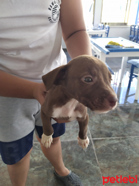 Amerikan Pitbull Terrier, Köpek  Mina fotoğrafı