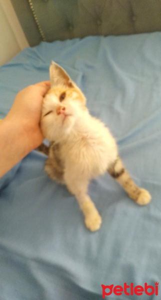 Tekir Kedi, Kedi  mina fotoğrafı