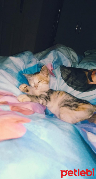 Tekir Kedi, Kedi  mina fotoğrafı