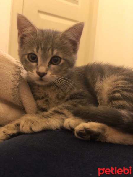 Tekir Kedi, Kedi  Babu fotoğrafı