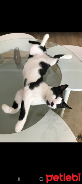 Tuxedo (Smokin) Kedi, Kedi  Fiko fotoğrafı