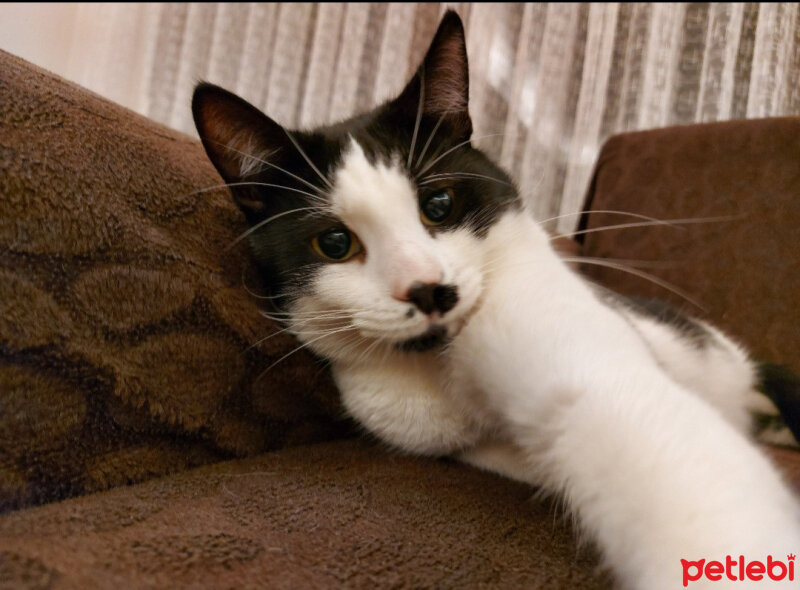 Tuxedo (Smokin) Kedi, Kedi  Fiko fotoğrafı