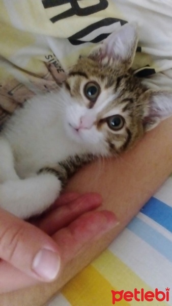 Tekir Kedi, Kedi  Coco fotoğrafı