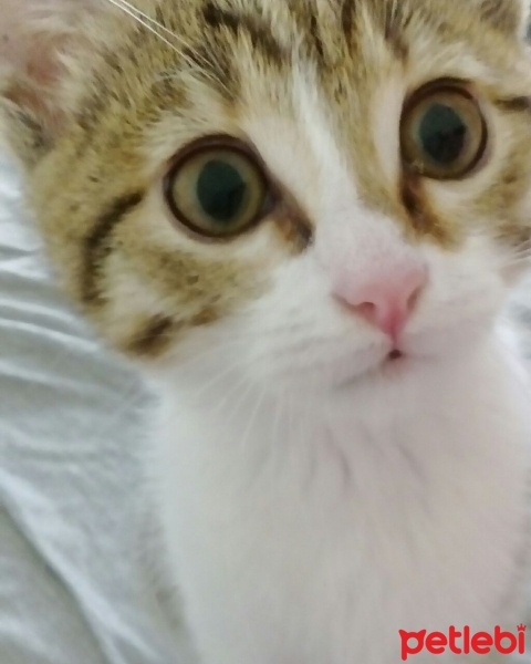 Tekir Kedi, Kedi  Coco fotoğrafı