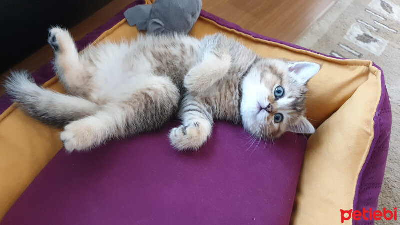 British Shorthair, Kedi  Maya fotoğrafı