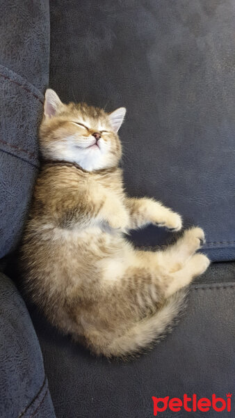 British Shorthair, Kedi  Maya fotoğrafı