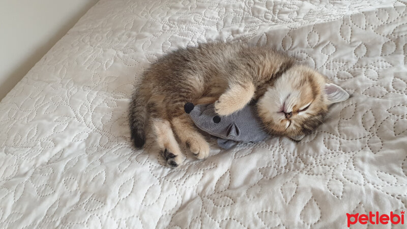 British Shorthair, Kedi  Maya fotoğrafı