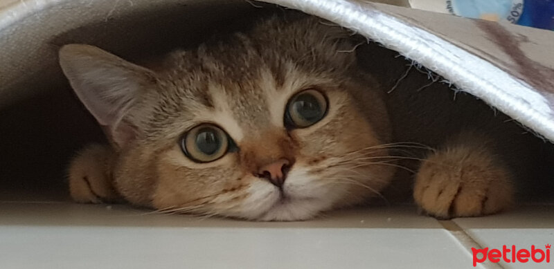 British Shorthair, Kedi  Maya fotoğrafı