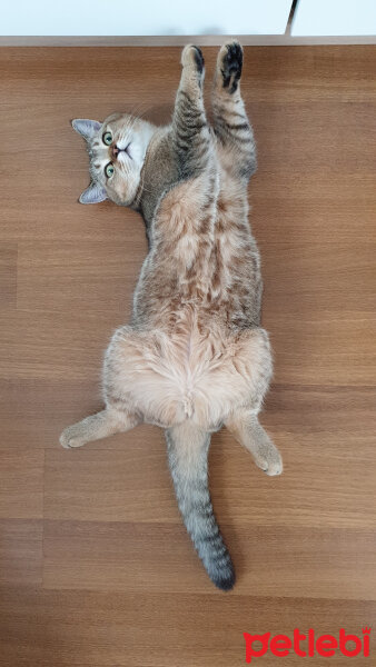 British Shorthair, Kedi  Maya fotoğrafı