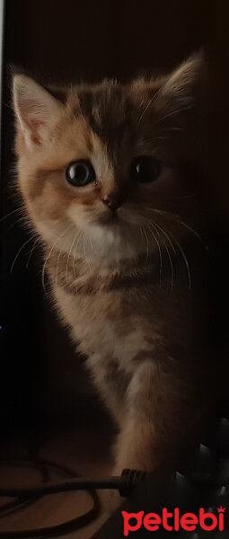 British Shorthair, Kedi  Maya fotoğrafı