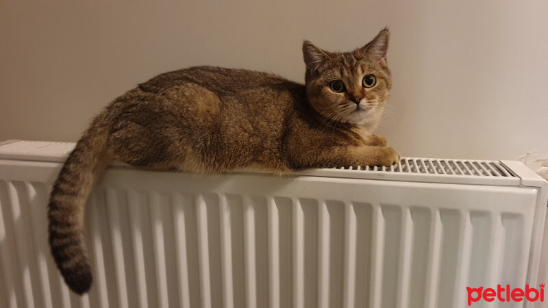 British Shorthair, Kedi  Maya fotoğrafı