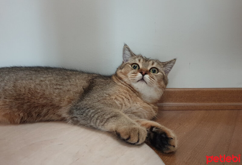 British Shorthair, Kedi  Maya fotoğrafı