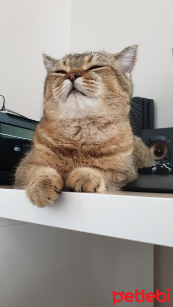 British Shorthair, Kedi  Maya fotoğrafı