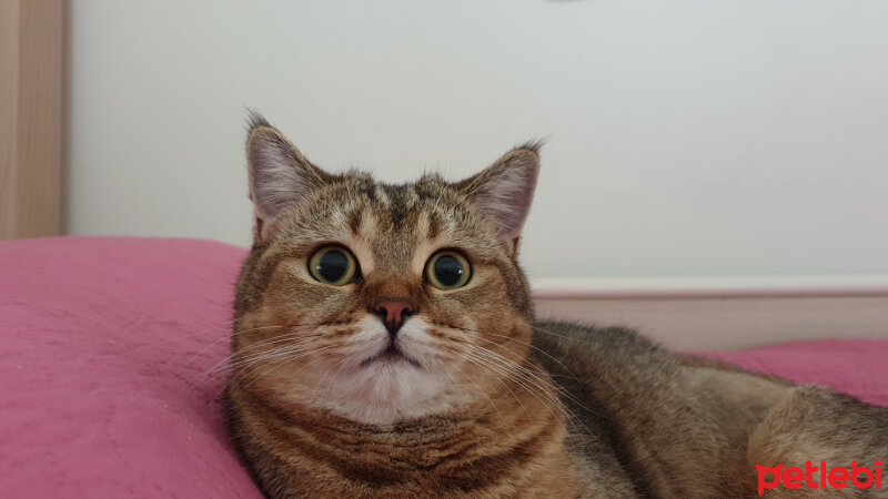 British Shorthair, Kedi  Maya fotoğrafı