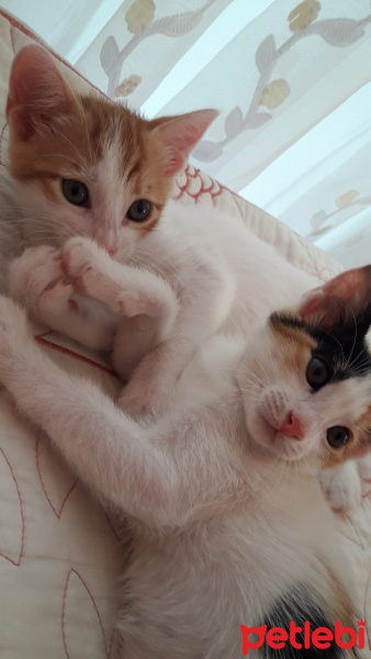 Tekir Kedi, Kedi  şeker, porti, pamuk fotoğrafı