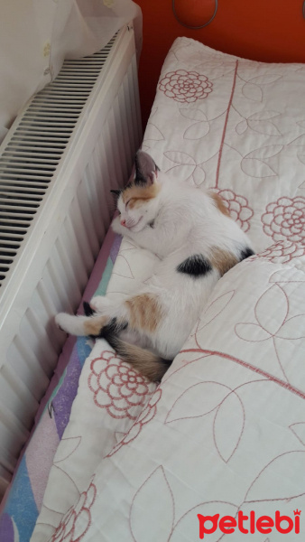 Tekir Kedi, Kedi  şeker, porti, pamuk fotoğrafı