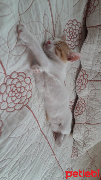 Tekir Kedi, Kedi  şeker, porti, pamuk fotoğrafı