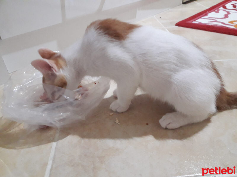 Tekir Kedi, Kedi  şeker, porti, pamuk fotoğrafı