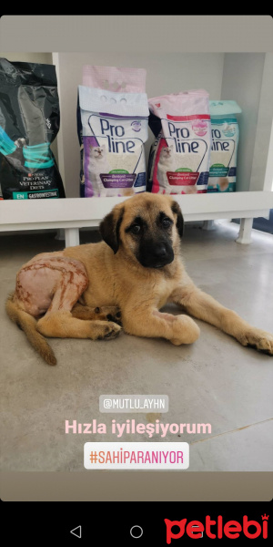 Kangal, Köpek  Hadise fotoğrafı