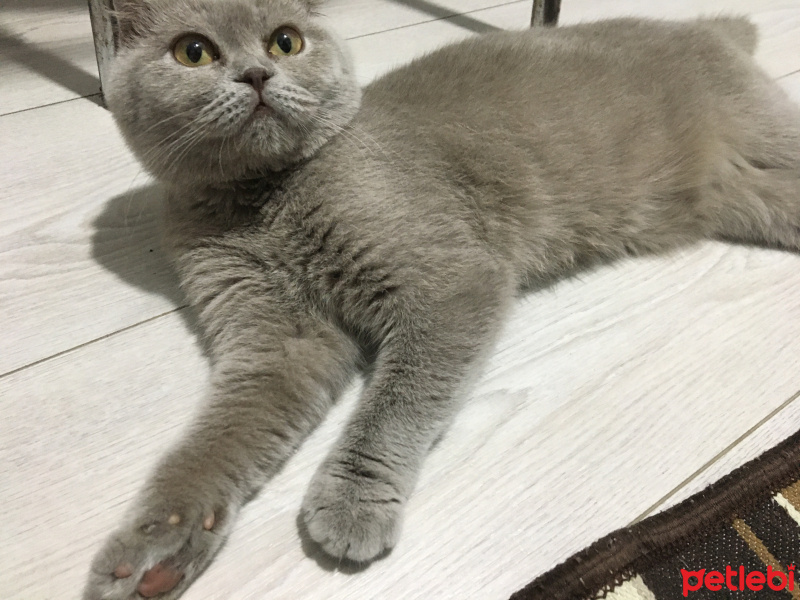 Scottish Fold, Kedi  Gece fotoğrafı