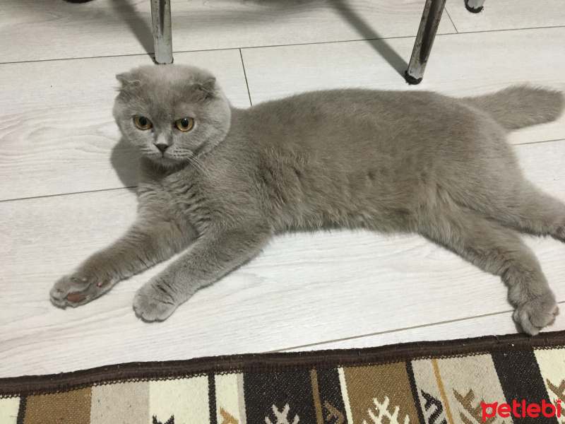 Scottish Fold, Kedi  Gece fotoğrafı