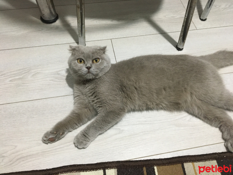 Scottish Fold, Kedi  Gece fotoğrafı