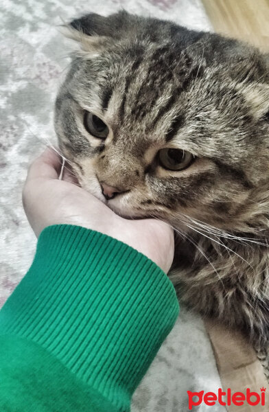 Scottish Fold, Kedi  Duman fotoğrafı