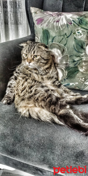 Scottish Fold, Kedi  Duman fotoğrafı