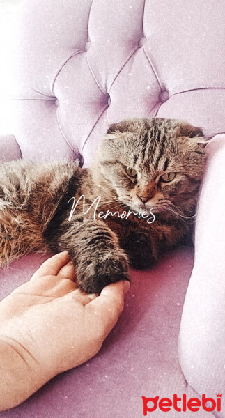 Scottish Fold, Kedi  Duman fotoğrafı