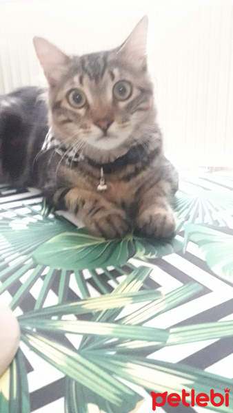 Tekir Kedi, Kedi  Behlül fotoğrafı