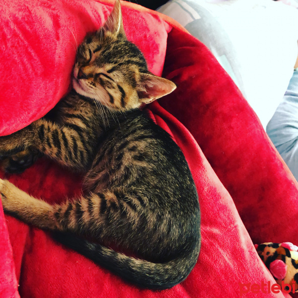 Tekir Kedi, Kedi  Luna fotoğrafı